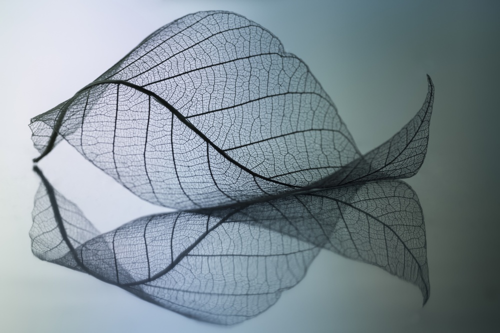 Curvaceousness by Shihya Kowatari — canvas wall art