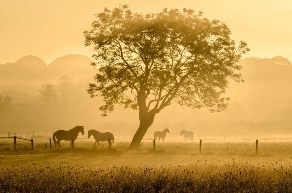 Golden Horses In Mist by Richard Guijt — canvas wall art