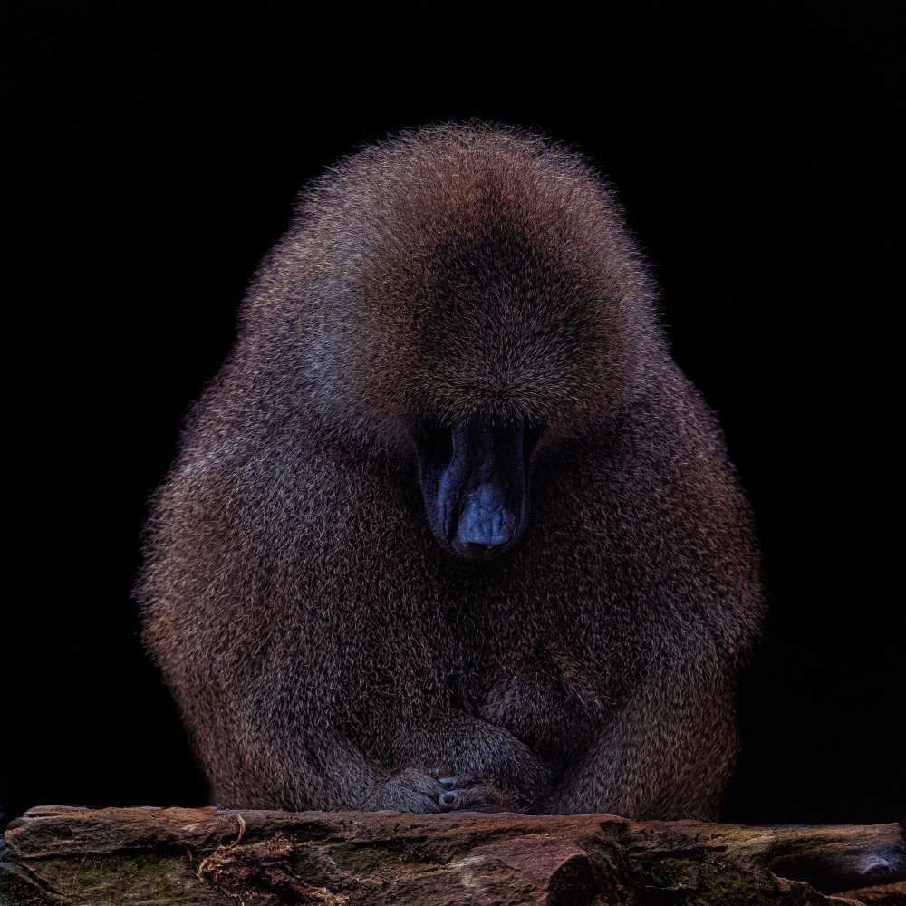 Deep Thought Baboon by Georgios Tsikiridis — canvas wall art