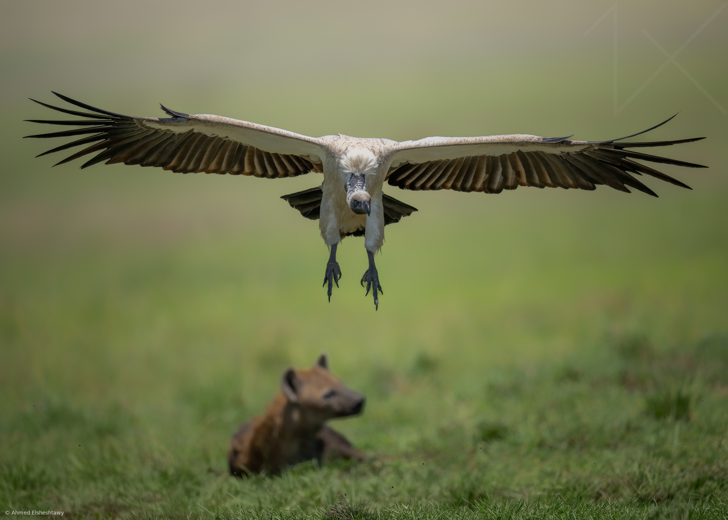 Hunting