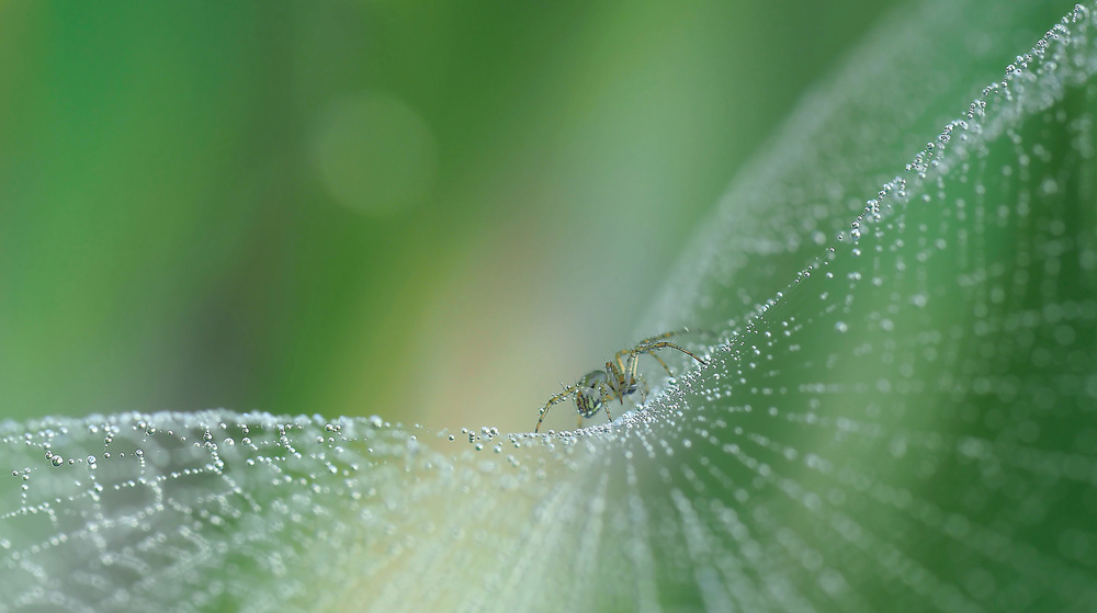 Morning Dew Spider by Thierry Dufour — canvas wall art