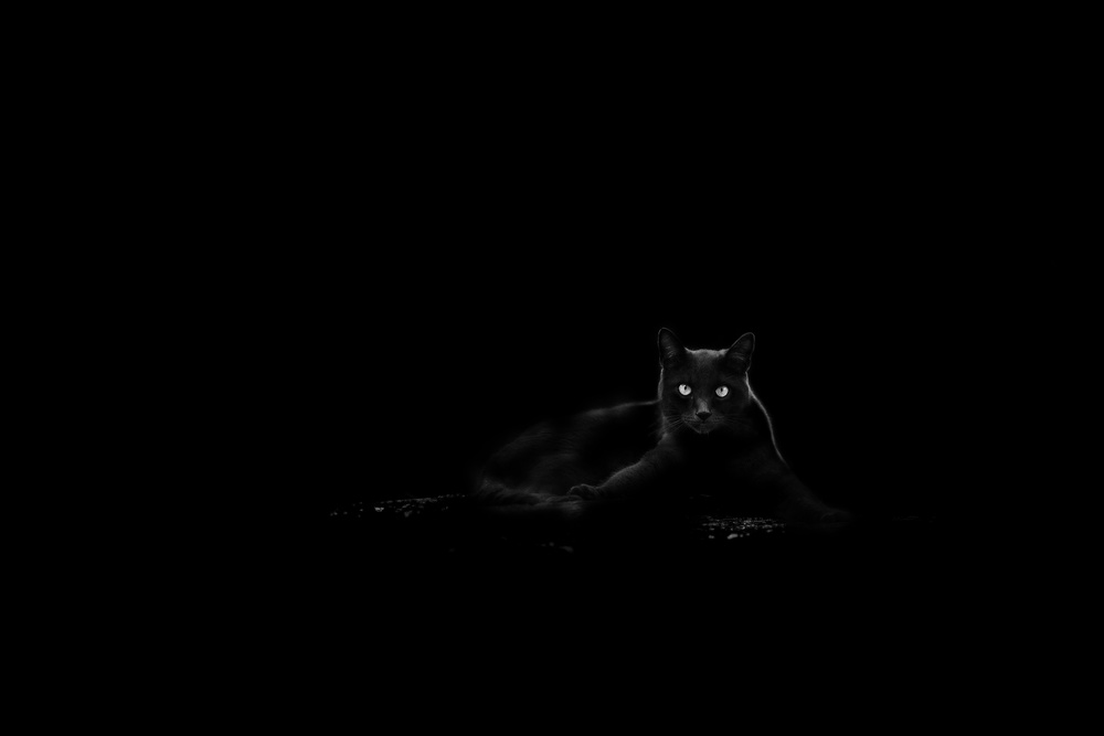 Mysterious Black Cat by Dusan Ljubicic — canvas wall art