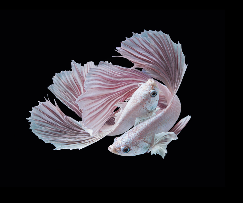Elegant Betta Fish Pair by Andi Halil — canvas wall art