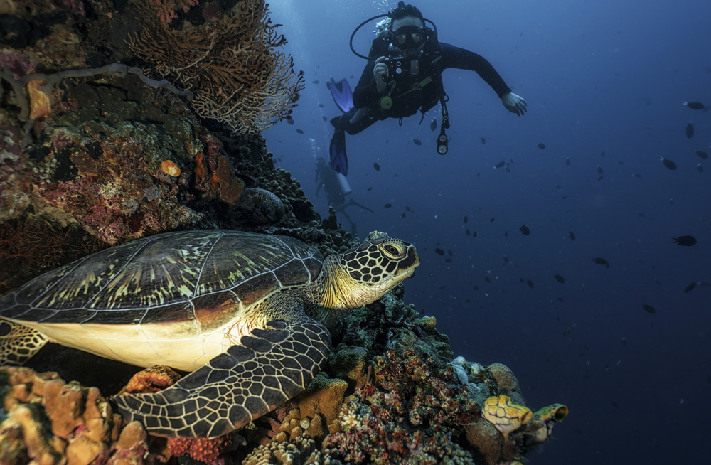 Green Sea Turtle Encounter by Stan Huang — canvas wall art