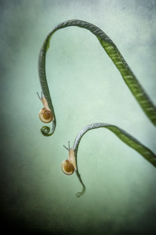 Graceful Snails on Fern by Arief Putranto — canvas wall art