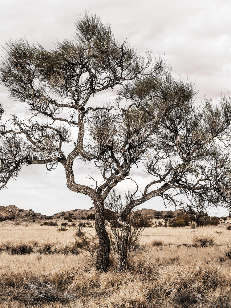 Solitary Desert Tree by Lila & Lola — canvas wall art