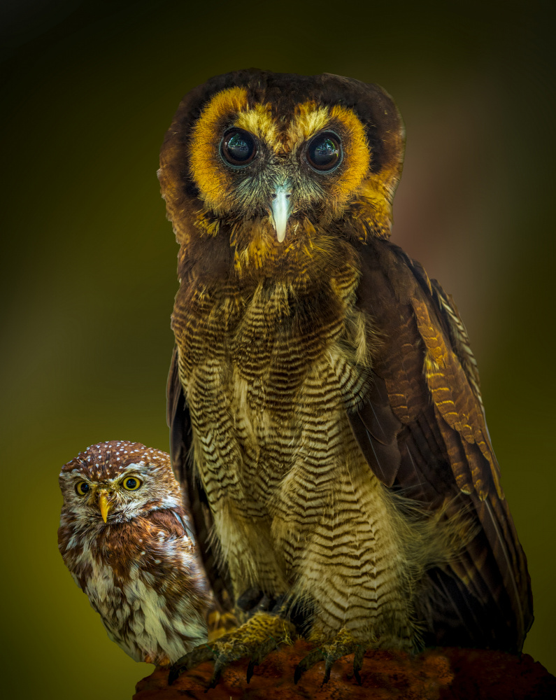 Two Watchful Owls by Laruelle Philippe — canvas wall art