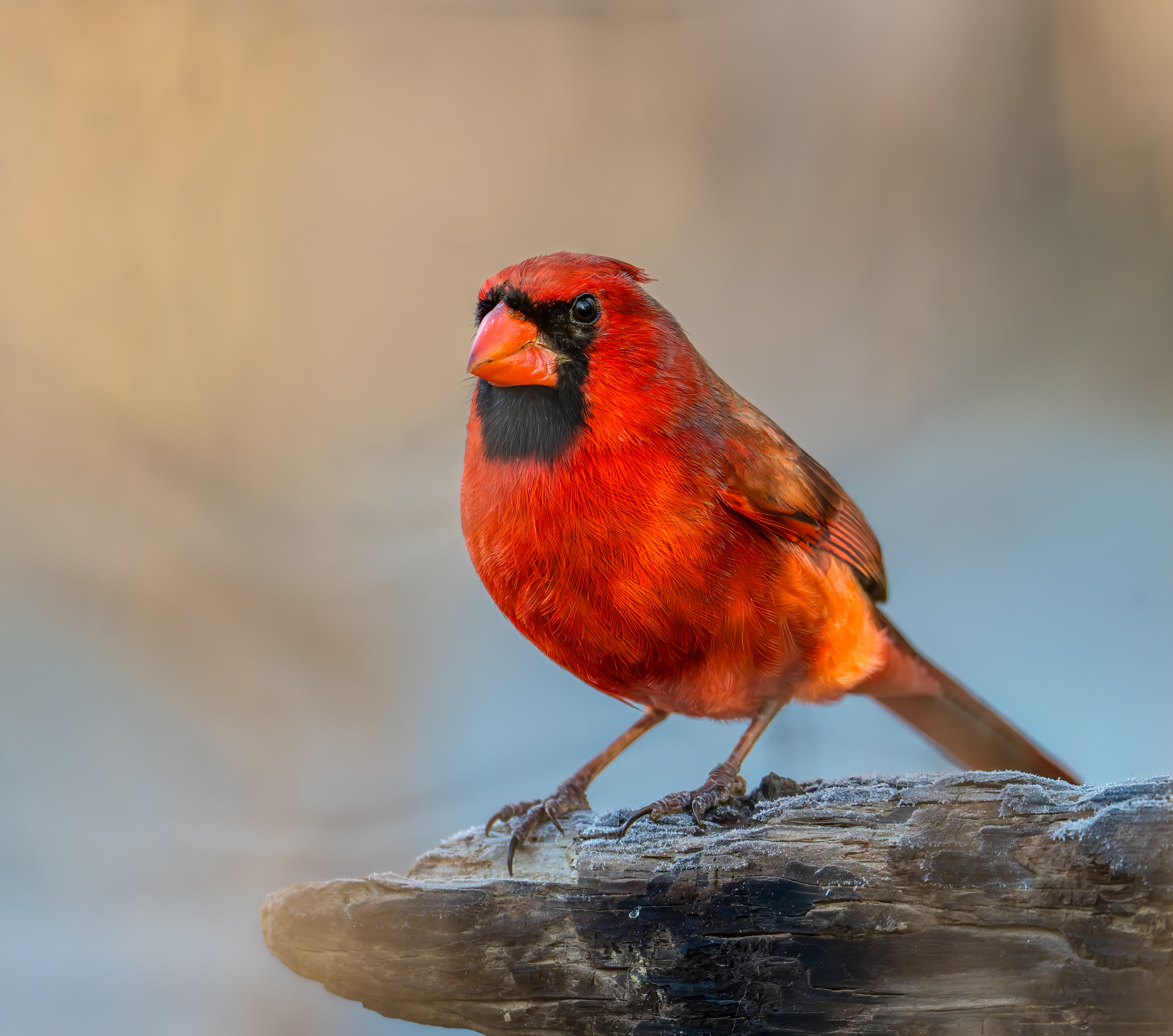 Northern cardinal