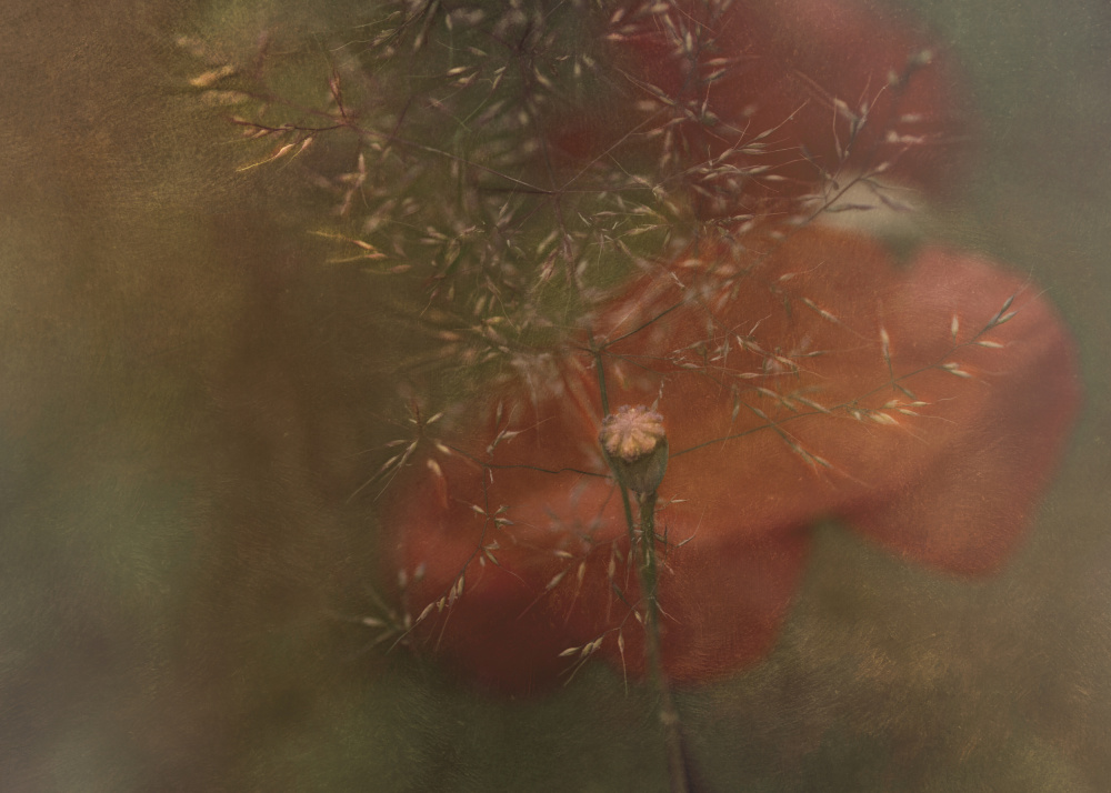 Dreamy Red Poppies by Marie-anne Stas — canvas wall art