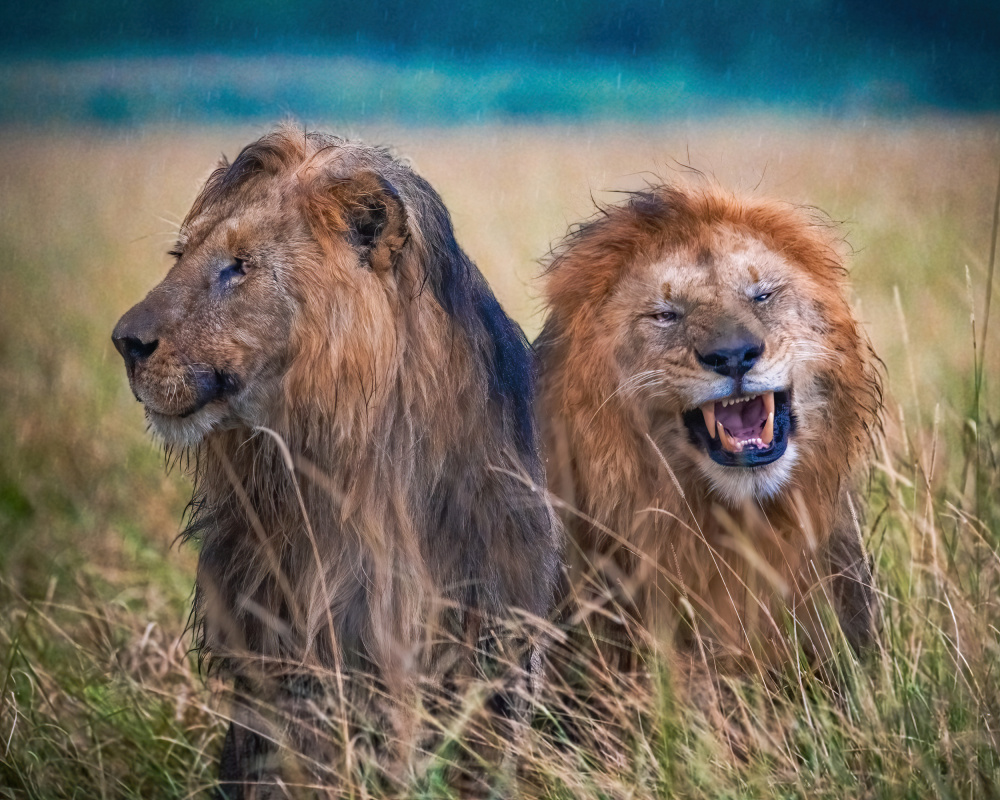 Expressive Lions In Rain by Amro — canvas wall art