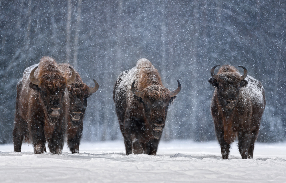 European Bison Snowfall by Vlad Sokolovsky — canvas wall art