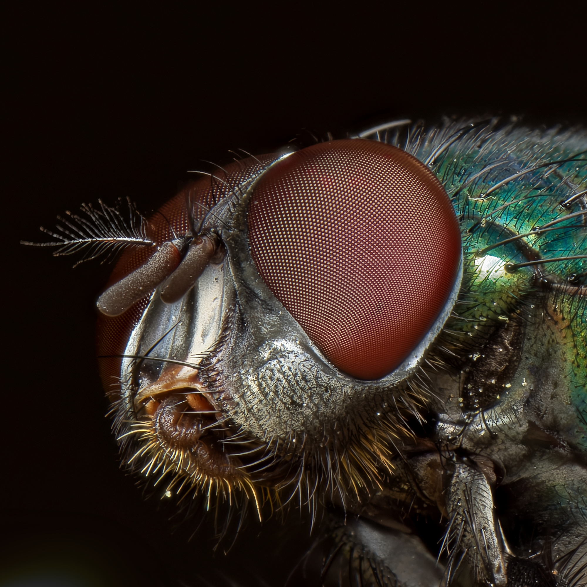 fly