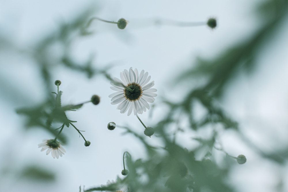 Gentle Daisy Light by GuruShots — canvas wall art