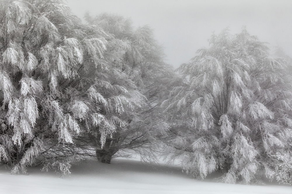 Frosted Winter Trees by Paolo Bolla — canvas wall art