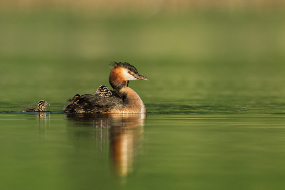 Mother Grebe With Chicks by Tom Meier — canvas wall art