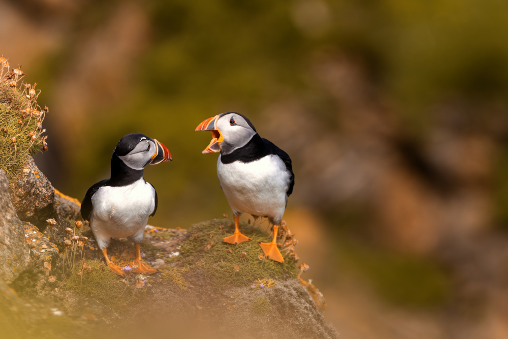 Puffin Pair Chat by Peter Krocka — canvas wall art