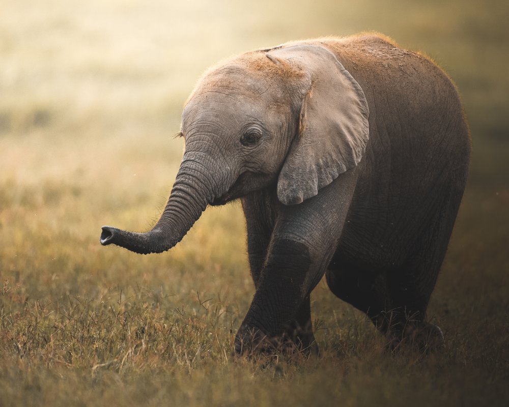 Walking Elephant Calf by Ahmed Sobhi — canvas wall art