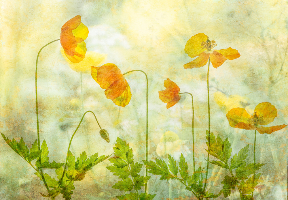 Lime &amp; orange by Hilda van der Lee — canvas wall art