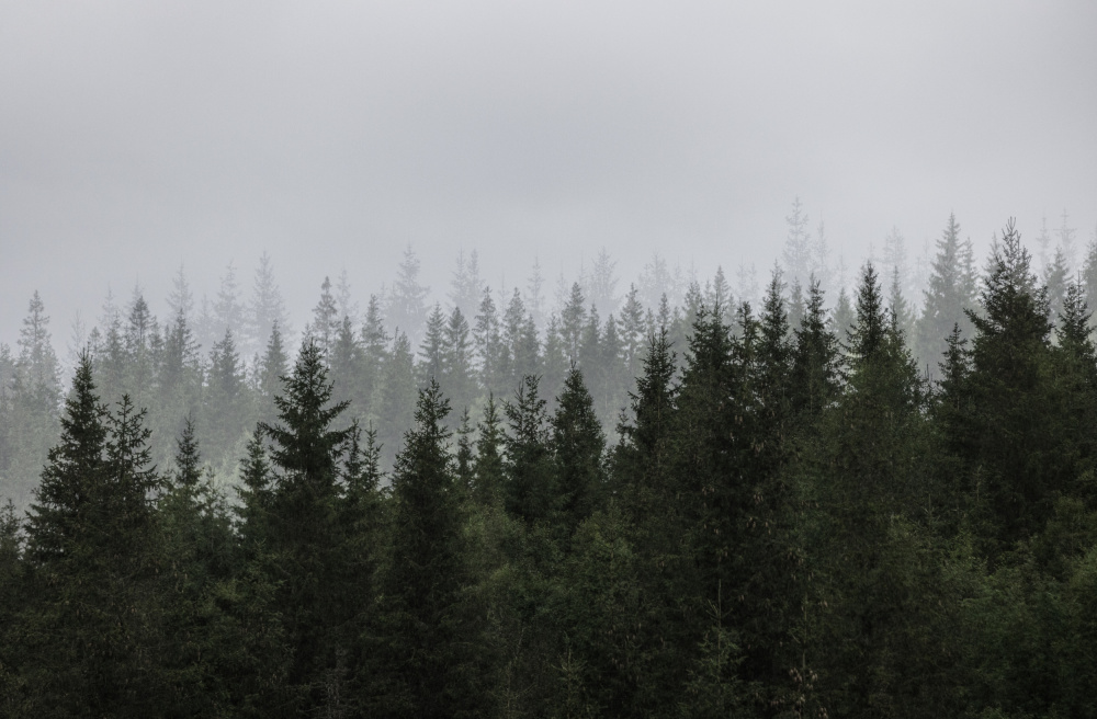Mystical Forest Scene by Mareike Böhmer — canvas wall art