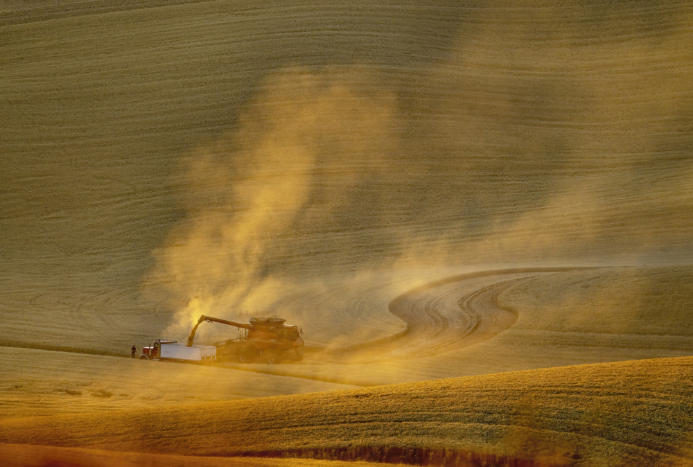 Golden Hour Harvest by Feng Qin — canvas wall art