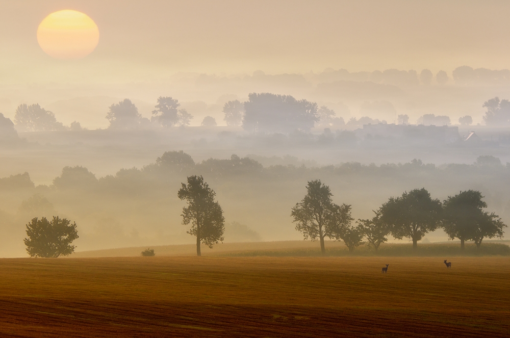 Deer in Golden Morning Mist by Piotr Krol (Bax) — canvas wall art