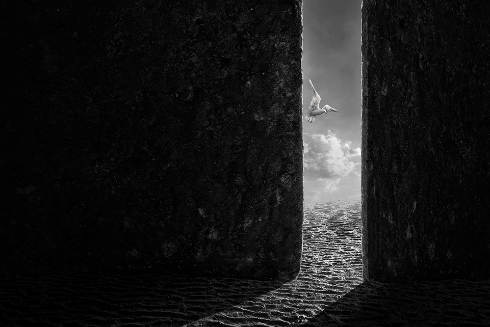 Freedom Flight by Sulaiman Almawash — canvas wall art