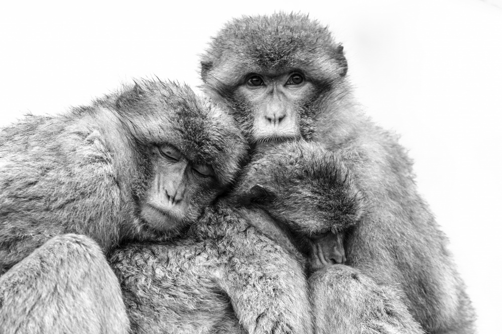 Tender Monkey Embrace by Arendina de Jong — canvas wall art