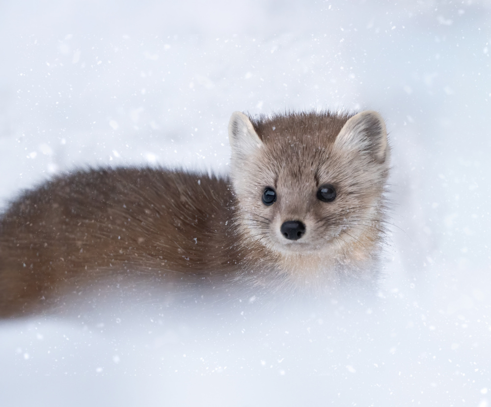 Adorable Winter Marten by Emma Zhao — canvas wall art