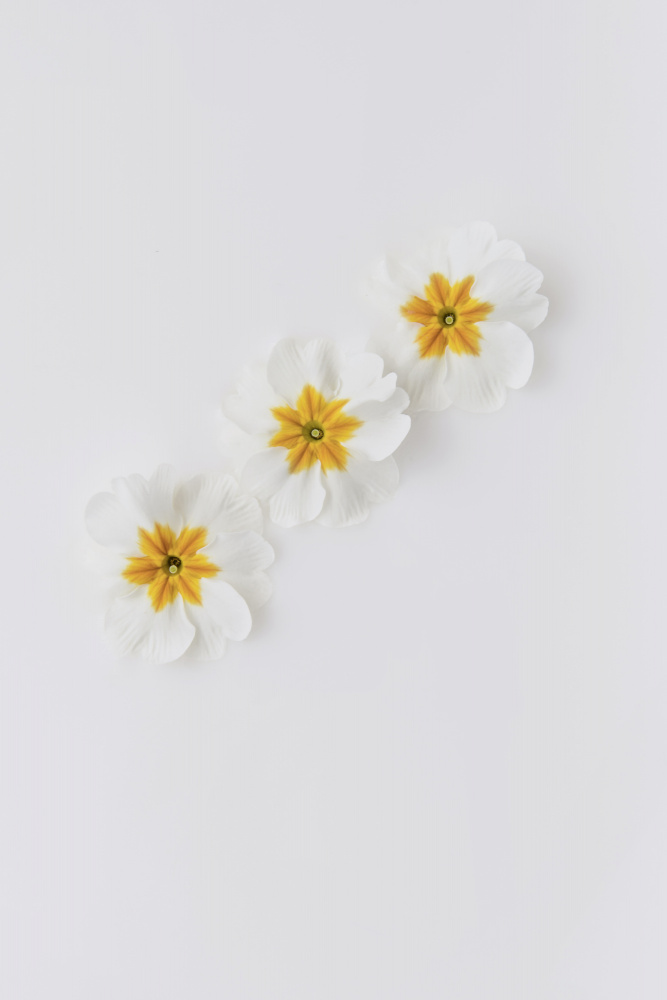 Three White Blossoms by Lynann Colligan — canvas wall art