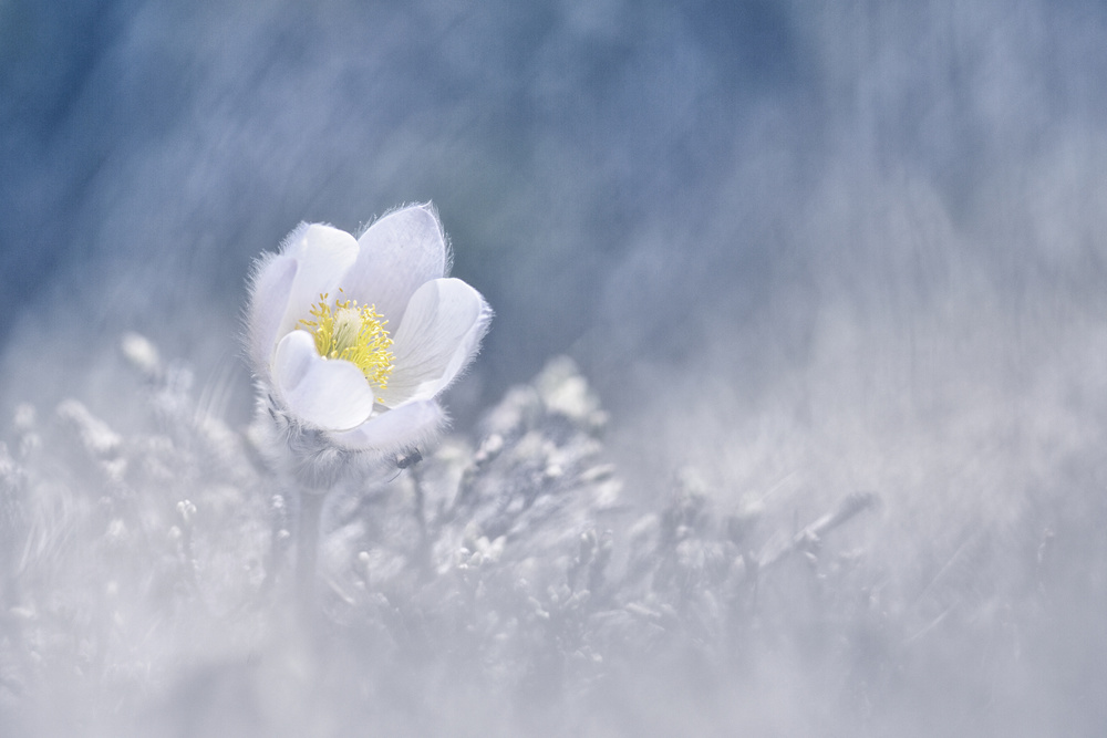 Dreamy White Flower by Benjamine Hullot Scalvenzi — canvas wall art