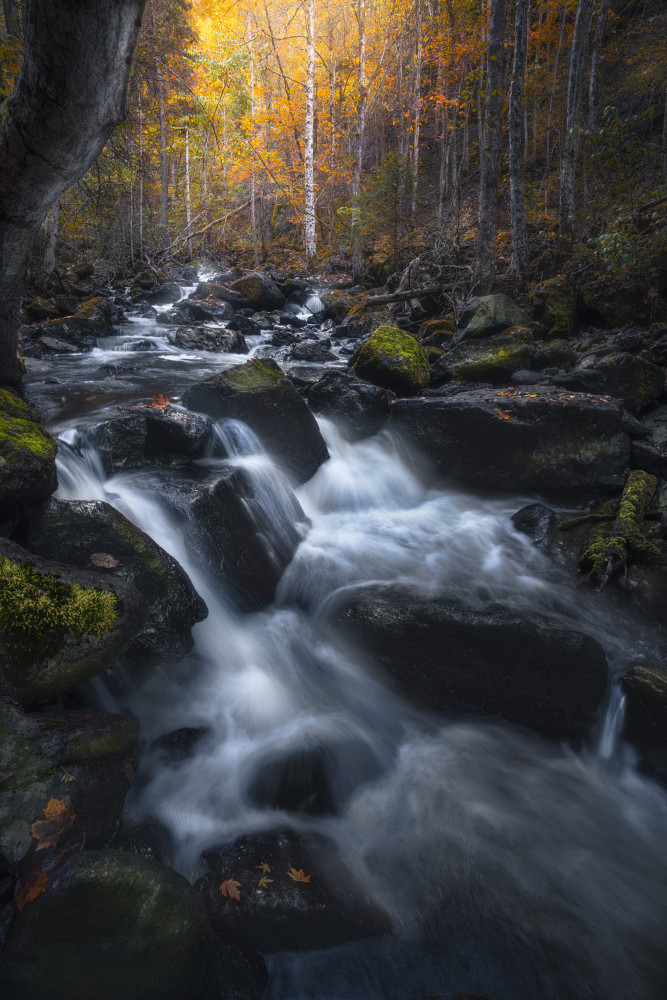 Vibrant Autumn Stream by Ole Henrik Skjelstad — canvas wall art
