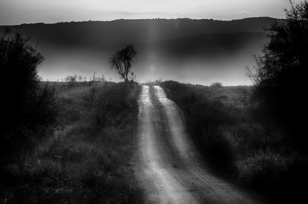 Misty Country Road by Miki Meir Levi — canvas wall art
