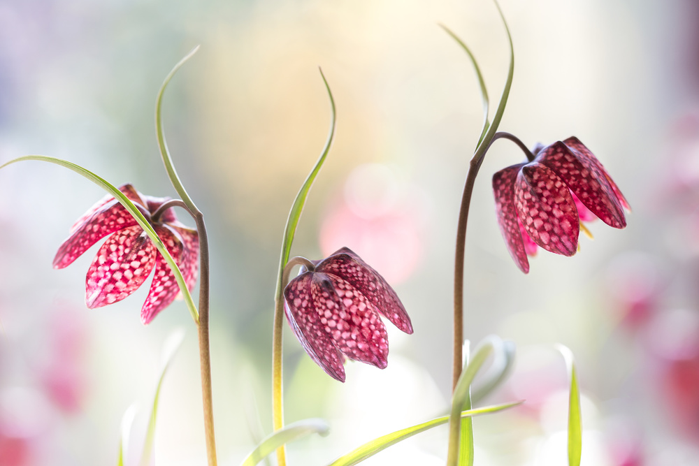 Snakes head Fritillary by Mandy Disher — canvas wall art