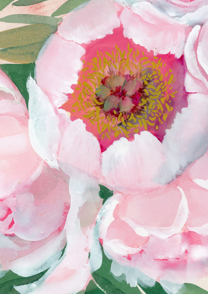 Pink Peony Blossom by Rosana Laiz Blursbyai — canvas wall art
