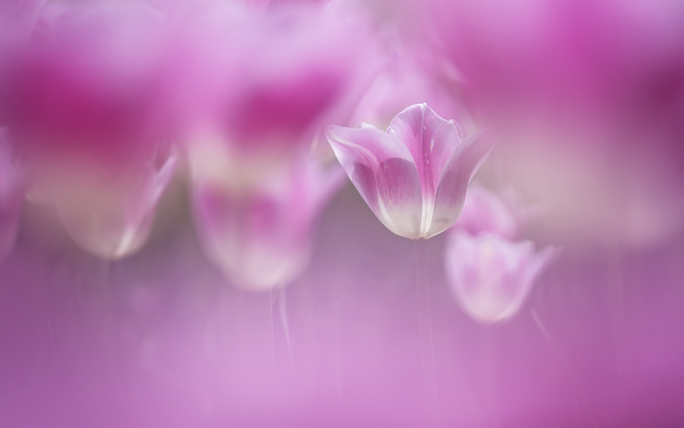 Dreamy Pink Tulips by Takashi Suzuki — canvas wall art