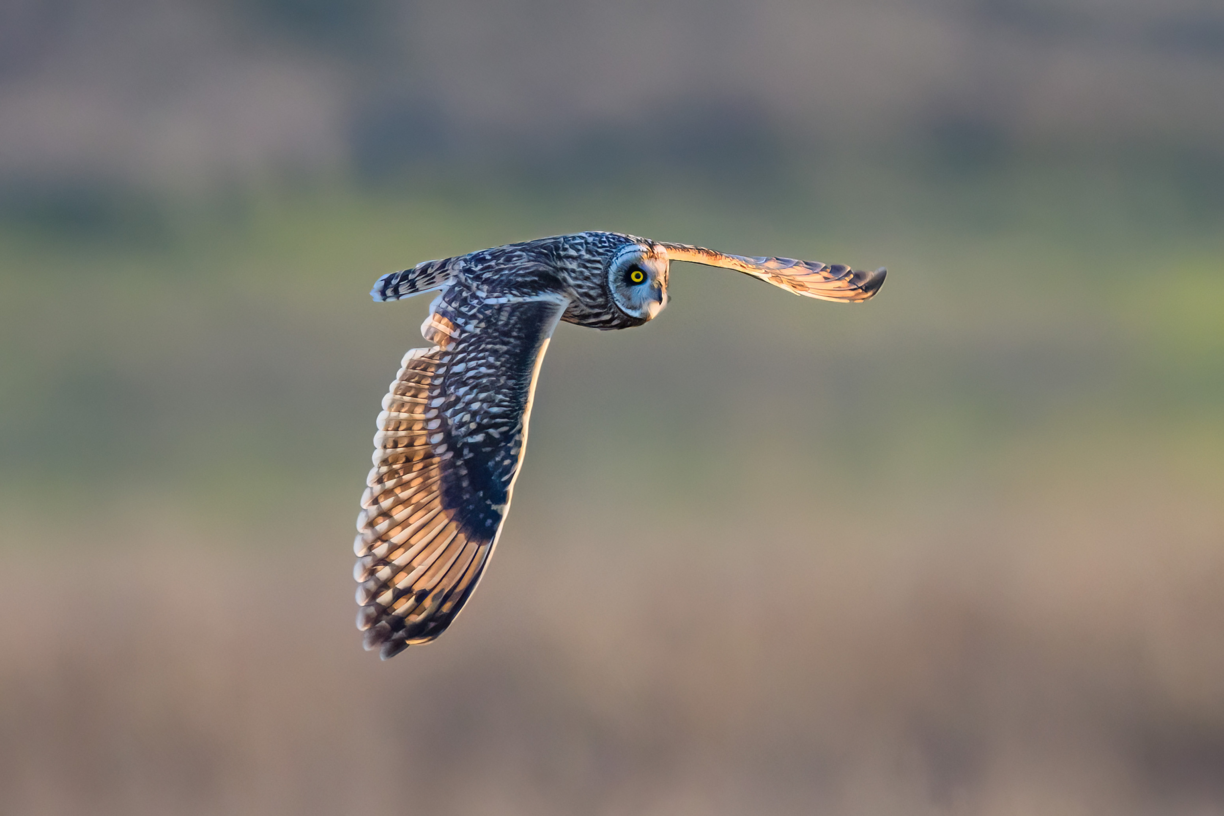 Short-eared owl