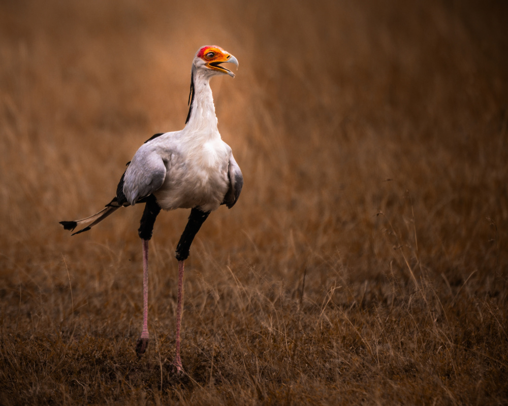 African Secretarybird Stance by Amro — canvas wall art