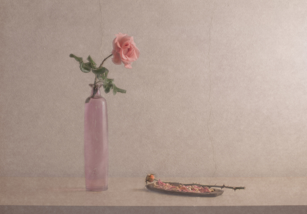 Pink Rose Still Life by Piera Polo — canvas wall art