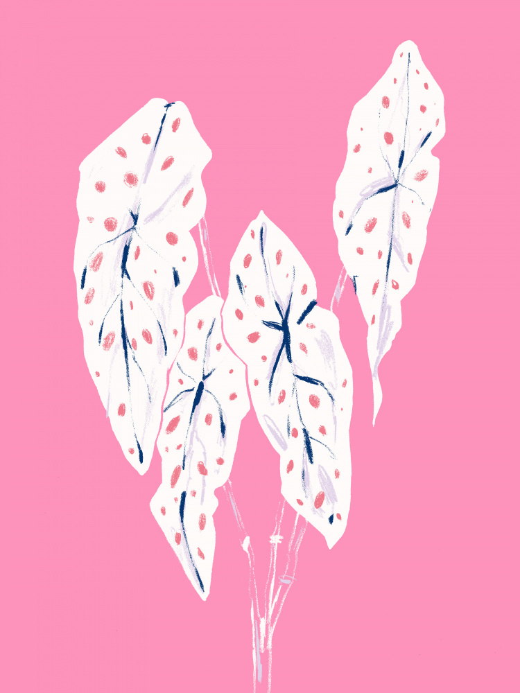 Pink Caladium Foliage by Francesco Gulina — canvas wall art