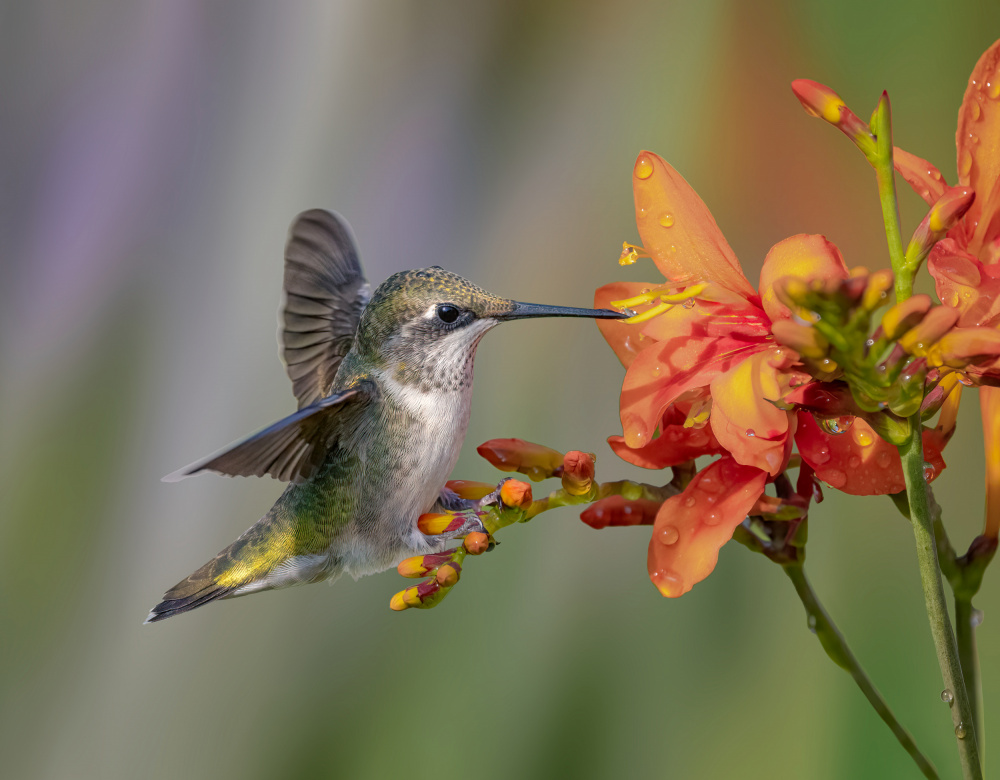 Hummingbird on Orange Bloom by Molly Fu APA — canvas wall art