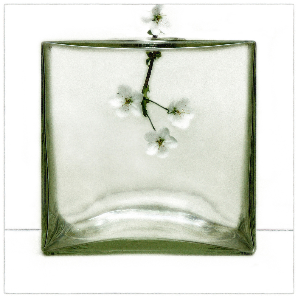 Cherry Blossoms in Glass by Huib Limberg — canvas wall art