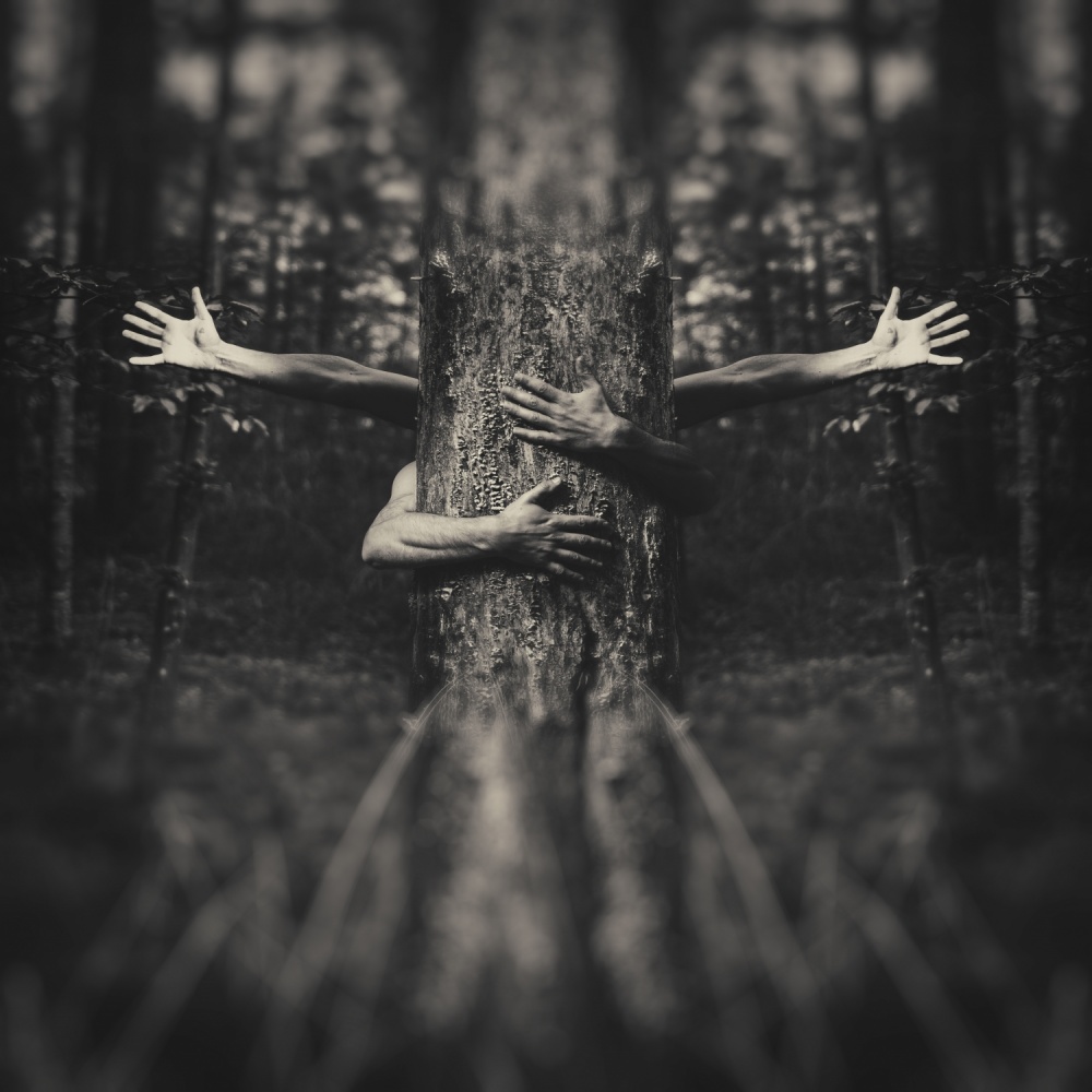 Deep Forest Embrace by Amir Bajrich — canvas wall art