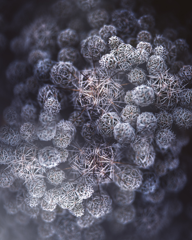 Ornate Cactus Spheres by Kristina Zvinakeviciute — canvas wall art