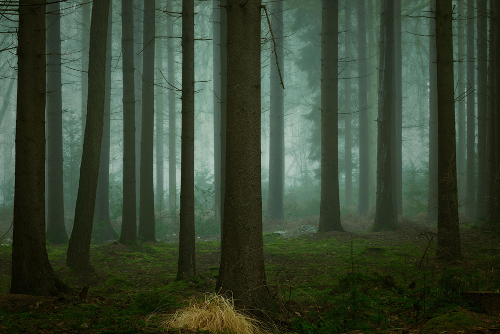 Deep Misty Woods by Ellen Borggreve — canvas wall art