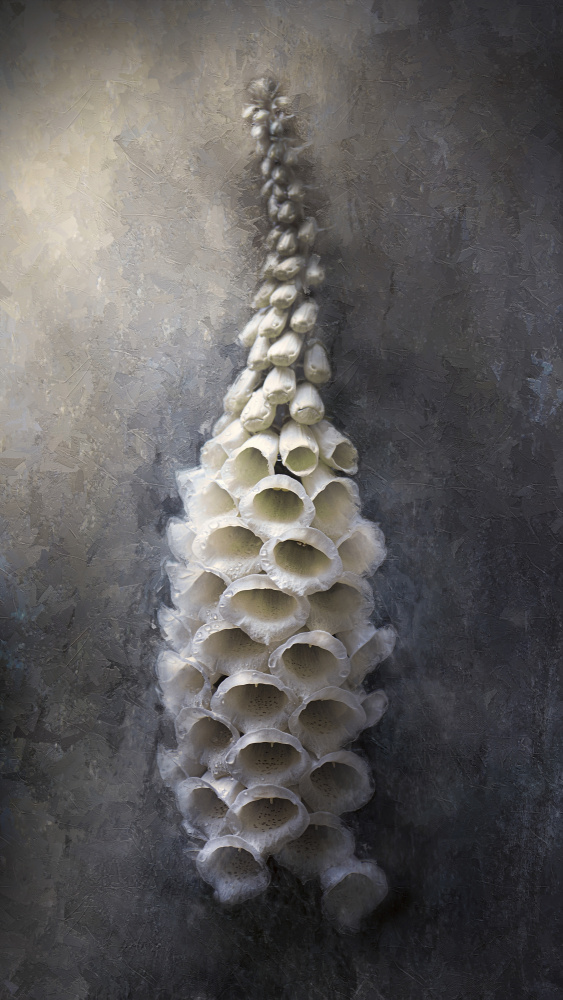 White Bell Shapes by Kristina Zvinakeviciute — canvas wall art