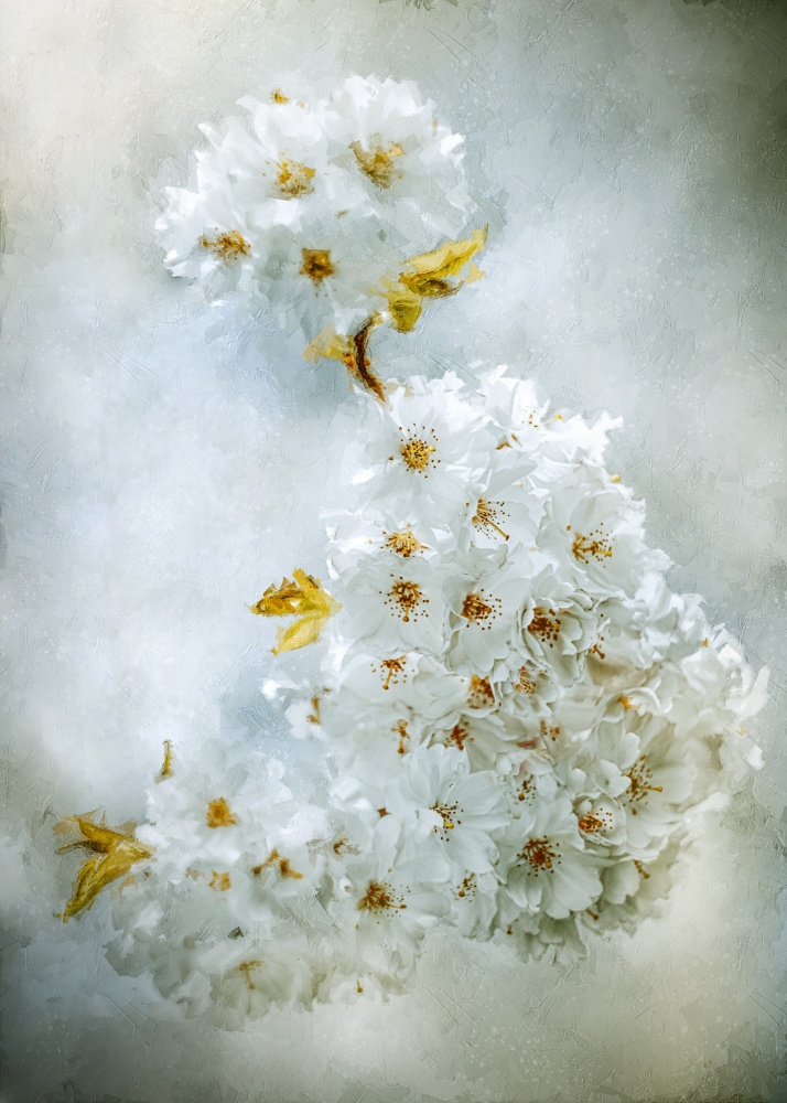 Delicate White Blossoms by Kristina Zvinakeviciute — canvas wall art