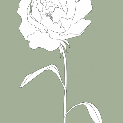 Elegant White Peony