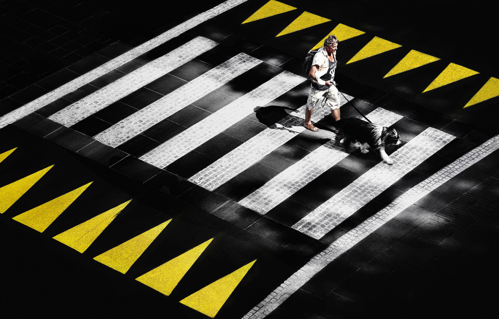 Crosswalk Dog Walk by Samanta Krivec — canvas wall art