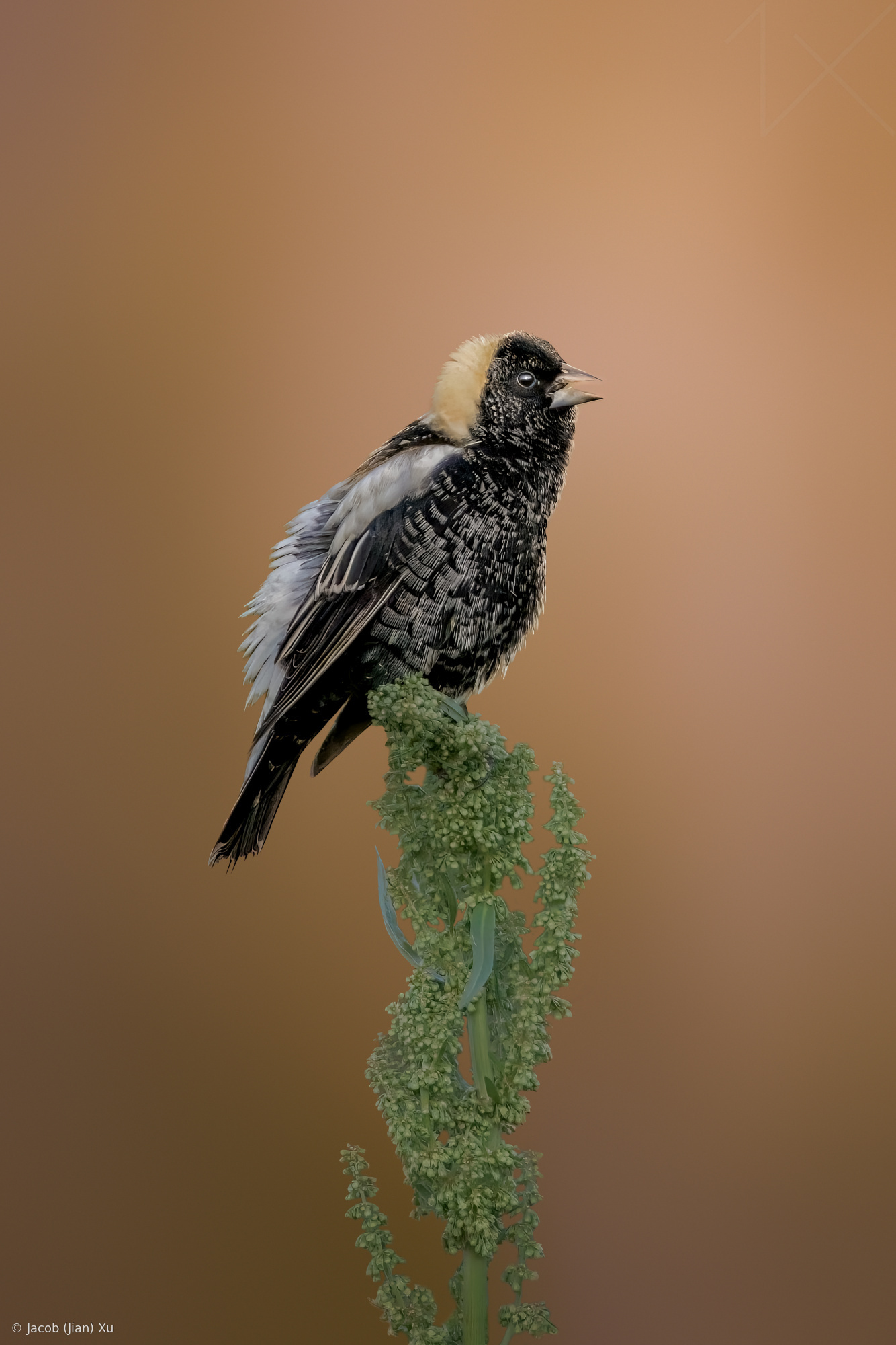 The Soloist