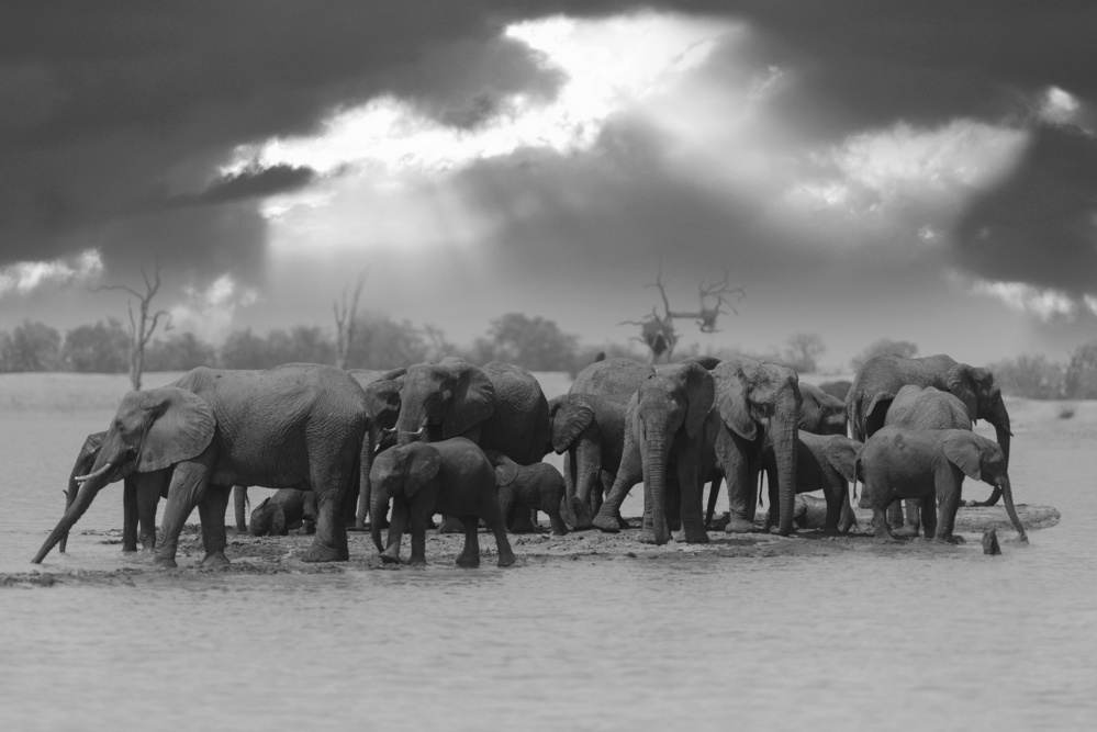Elephant Herd Stormy Light by Ozkan Ozmen / Big Lens Adventures — canvas wall art